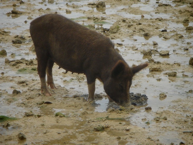 pigs